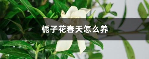 栀子花春天怎么养