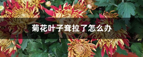 菊花叶子耷拉了怎么办