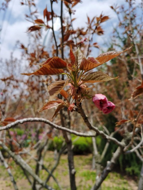 樱花