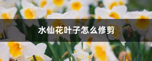 水仙花叶子怎么修剪