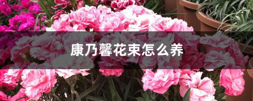 康乃馨花束怎么养