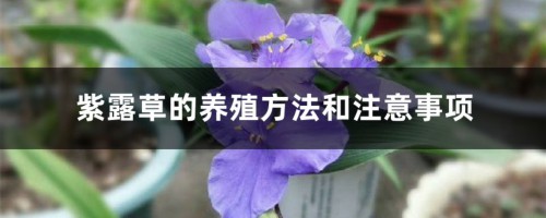 紫露草的养殖方法和注意事项